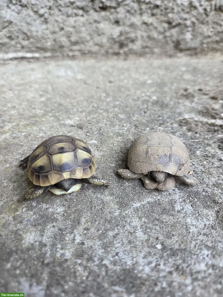 2 Griechische Landschildkröten für Aussengehege-Haltung