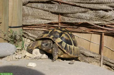 Schildkröten aus der Auffangstation!