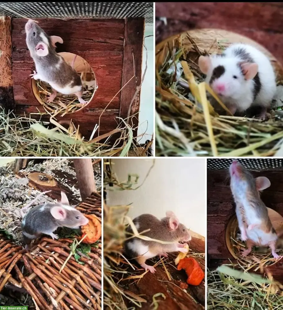 Kleintierferienbetreuung Telli Mel, Aarau Region