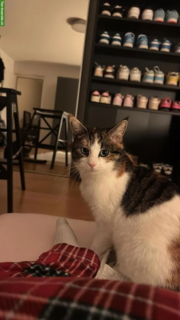 Süsse Katze sucht Freigang-Zuhause
