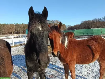Tolle Paso Fino Jährlinge und 2-jährige