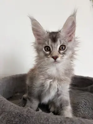 Reinrassige Maine Coon Kitten