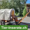 Wunderschöner, einmaliger Ponyplanwagen aus Holz
