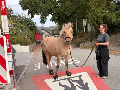 Biete Pflegeponys mit Fahren und evt. Reiten