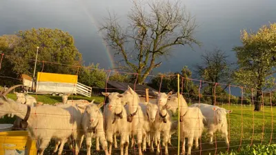 Appenzellerziege gesucht