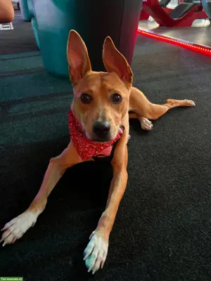 Podenco / Pharaonen x Basenji Mischlingshündin