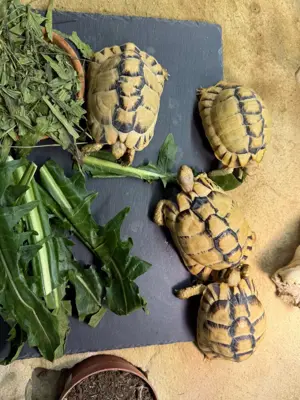 4 Testudo kleinmanni, Jahrgang 2023, inkl. grossem