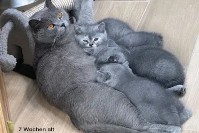 Britisch Kurzhaarkätzchen in blue und blue-tortie mit Stammbaum