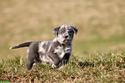 Reinrassige Labrador Welpen Blond / Merle