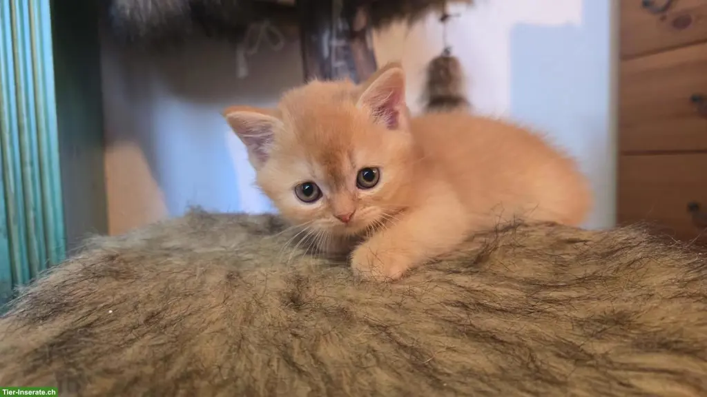 BKH Kitten mit Stammbaum suchen Lebensplatz