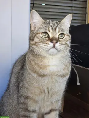 Britisch Kurzhaar Kater "Charly" (2 Jahre) sucht sein Traumzuhause!