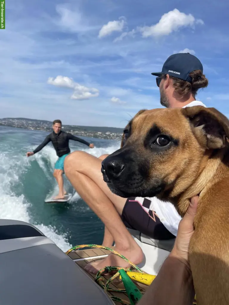Hundebetreuung gesucht für lieben Mischlingsrüden, Region Zürich