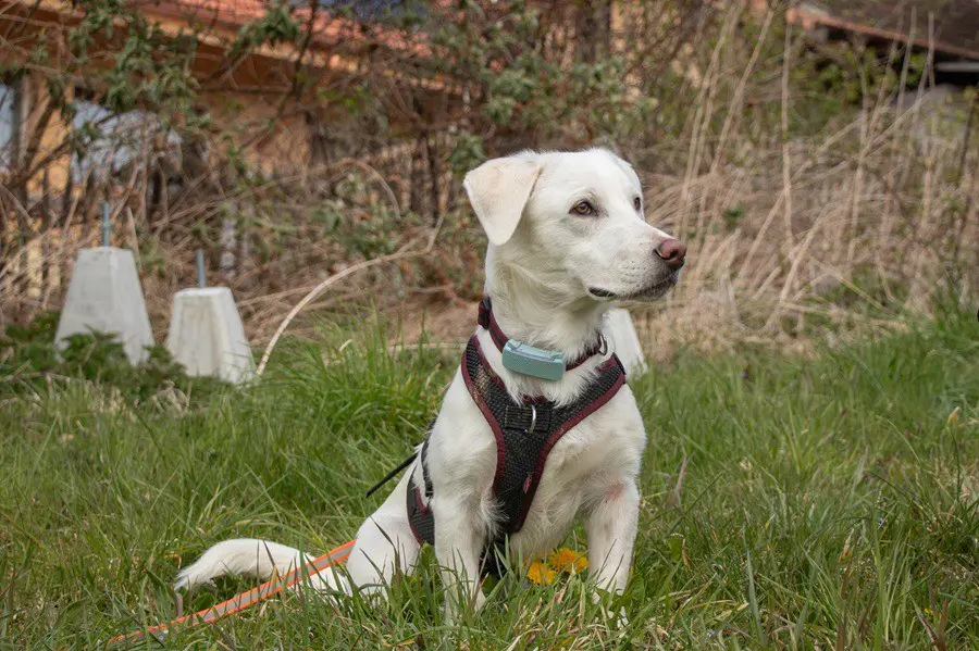 65a54b27-7d47-49bb-9852-e1c05c725414-AZ_Balou_4.jpg