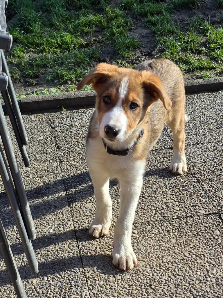 Border Collie Welpen mit Stammbaum