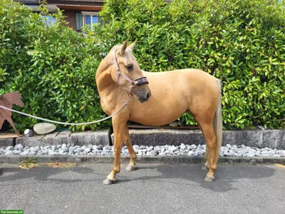 Zauberhafte Cruzado Jungstute "Freya" sucht ihr Herzenszuhause