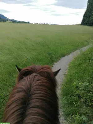 Reitbeteiligung, Muky - Vakyreiten oder Reitstunden