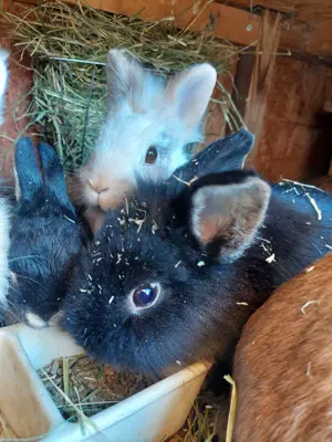 3 süsse Zwergkaninchen