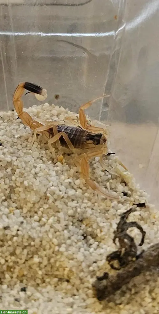 Leiurus quinquestriatus