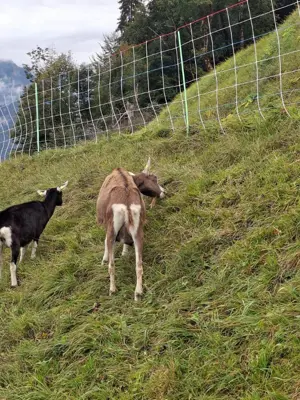 BIO Kreuzungsziegen