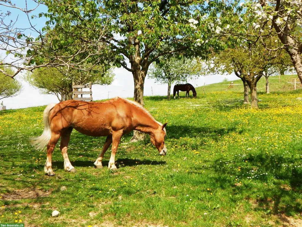 Pferdebox mit Vollpension auf Biohof im Baselland