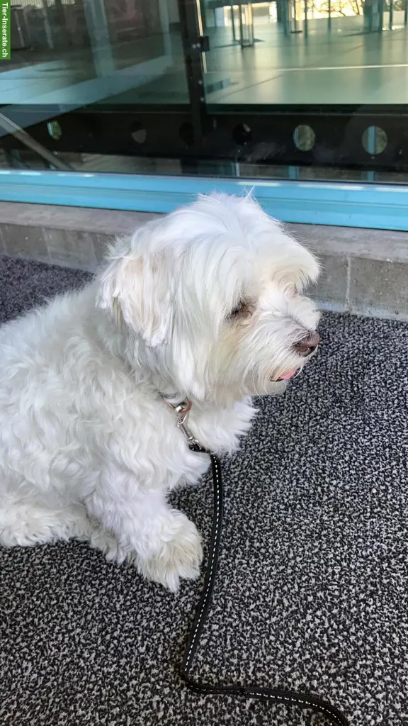 Hundebetreuung für Malteser, im Oktober, stundenweise