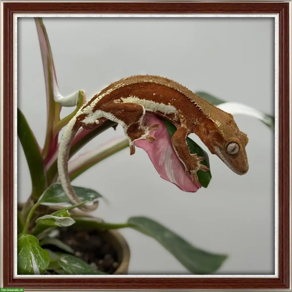 Kronengeckos & Sarasinorum Gecko abzugeben
