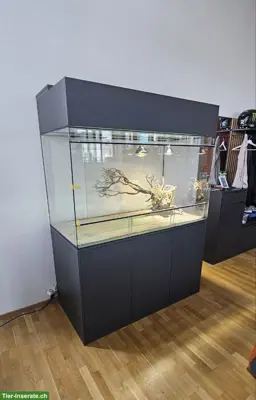 Terrarium mit Unterschrank, optional mit Zwergbartagamen
