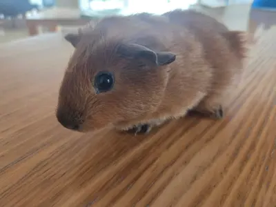 Junge Meerschweinchen Böckli aus Hobbyzucht