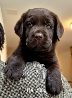 Sehr schöne Labrador Welpen, braun zu verkaufen