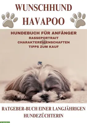 Hunderatgeber: Der Havapoo, Havaneser x Kleinpudel, Rassebeschreibung