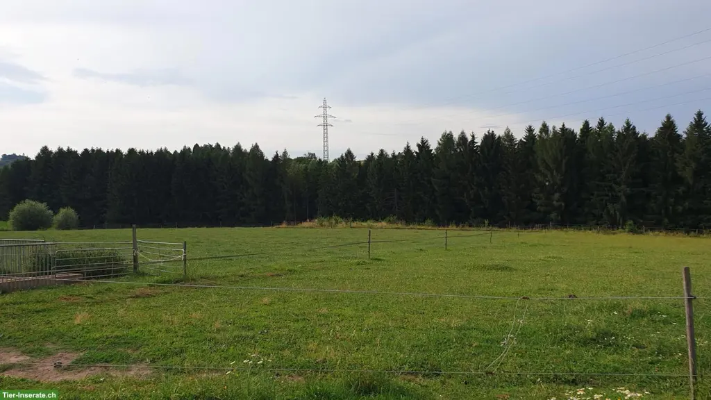 Platz in Offenstall (kleine Gruppe) nähe Westside