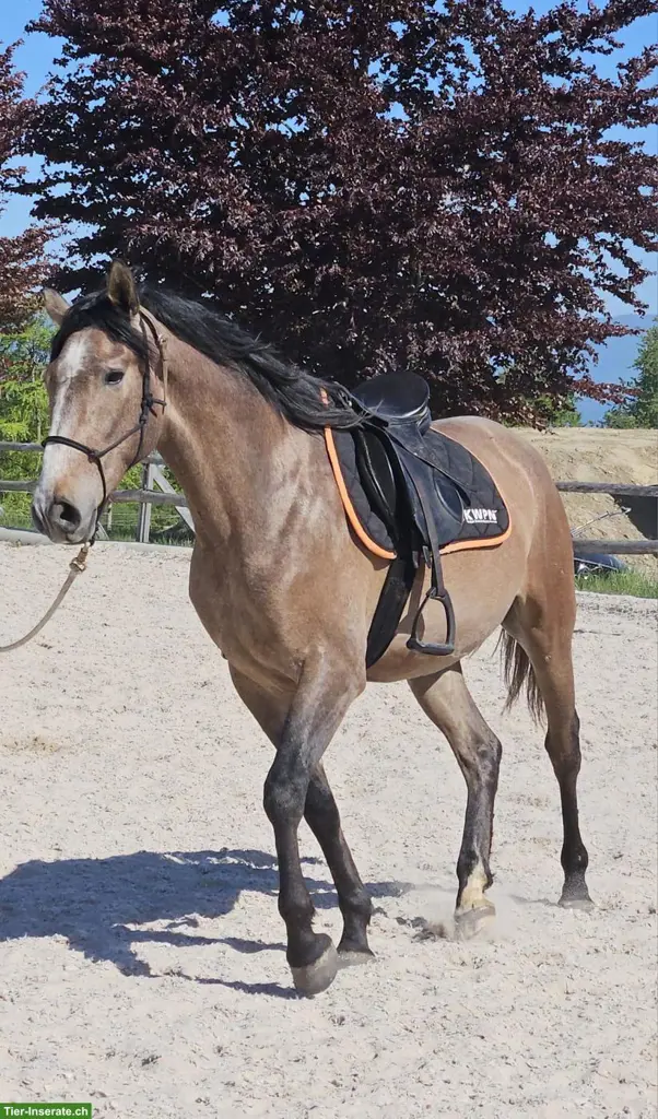 Eleganter Hispano-Berber Wallach sucht neuen Besitzer/in