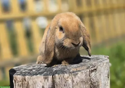 Zwergwidder Kaninchen, kastriert