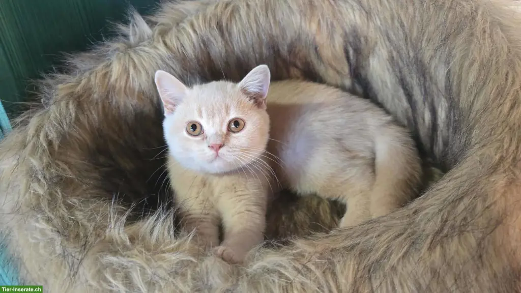 unnamed