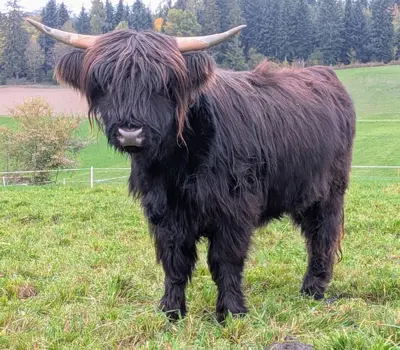 Schottisches Hochlandrind