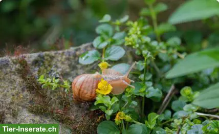 Achatschnecken-Nachwuchs (Lissachatina Immagulata) abzugeben
