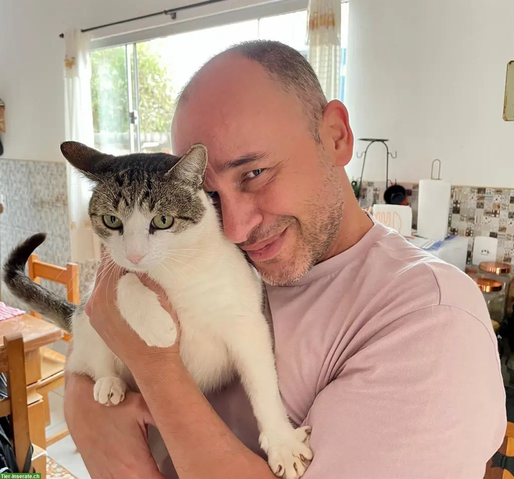 Liebevoller Katzensitter bietet Katzenbetreuung im Grossraum Arbon