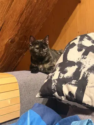 Katze abzugeben