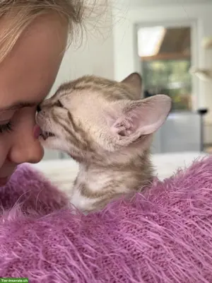 Bengal Kitten mit Stammbaum und Untersuchungen