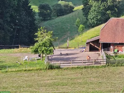 Pferdestall und Weide in Wynigen BE zu vermieten