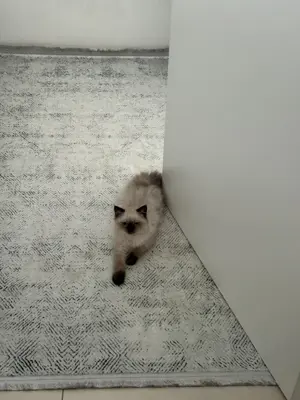 Deckkater Ragdoll x Britischkurzhaar