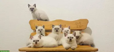 Junge Katzen, BKH Kitten, Katzenbaby zu verkaufen