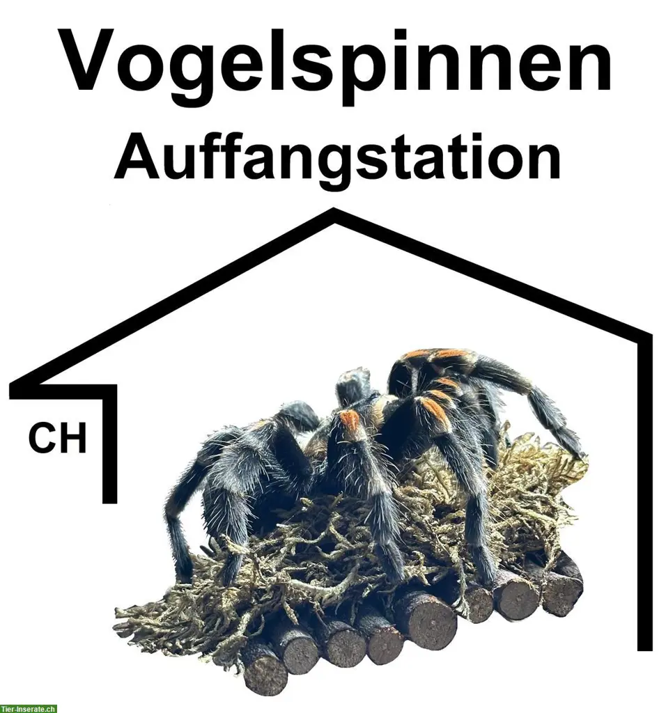 Auffangstation für Vogelspinnen - Aufnahme & Pflege (CH)