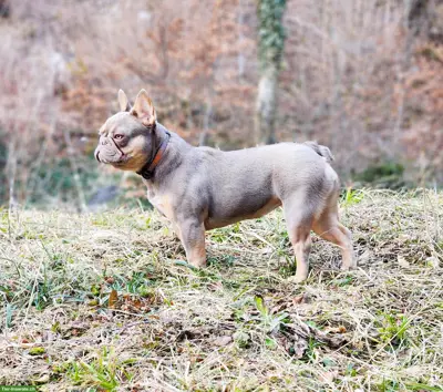 Französische Bulldogge Hündin sucht Zuhause