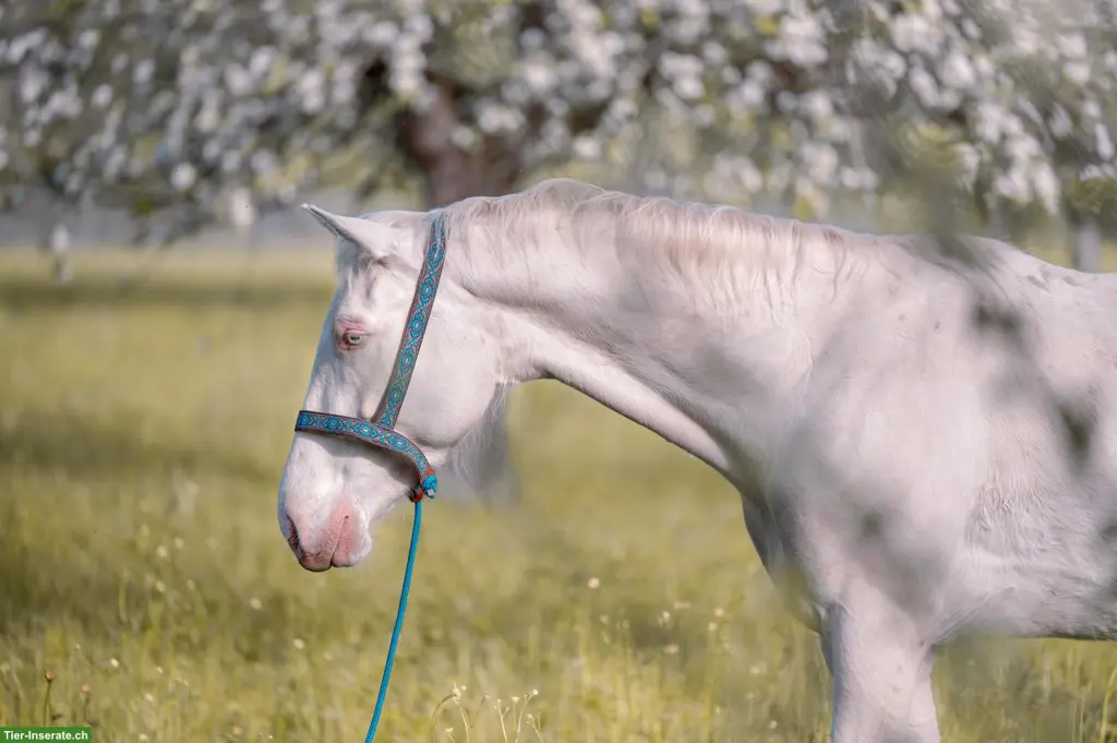 Super liebe Perlino Appaloosa x Lusitano Stute