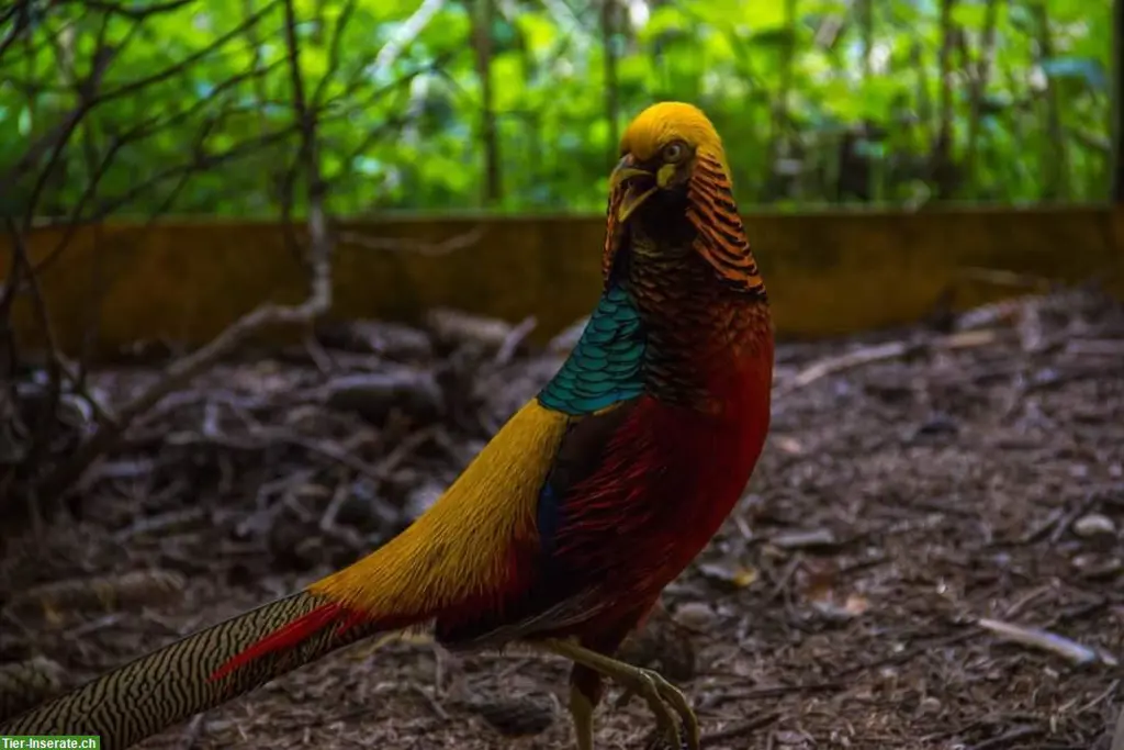 Dark-throated Goldfasane - Zuchtpaare + Einzeltiere zu verkaufen