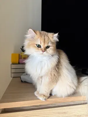 BLH-Katze / Britisch Langhaar