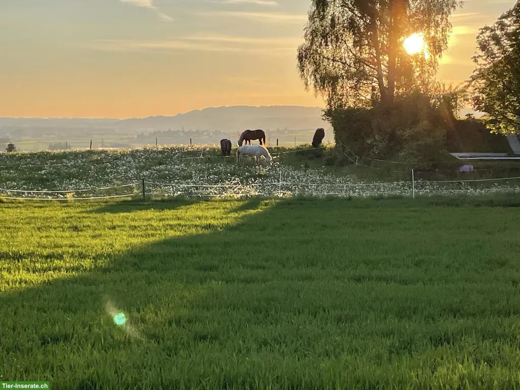 Freie Plätze in Islandpferde Offenstall in Ottoberg TG