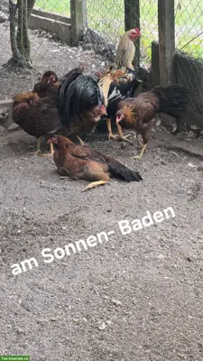 Junge Satsumadori Hühner