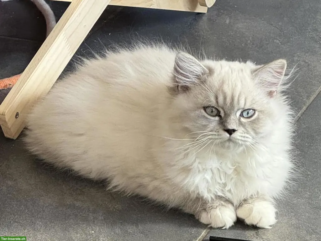 Wunderschöne Perser/BLH Kitten und Perser Kitten